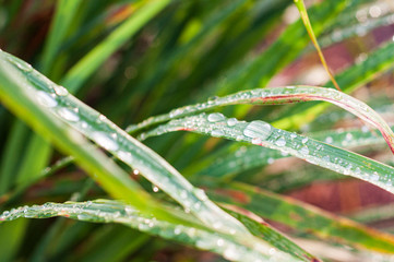 Close-up of fresh water drops over green lemon balg leaves