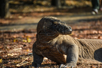 Island Dragon Lizard
