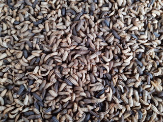 Larvas mosca soldado negro