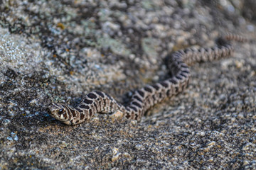 Snake at the rocks