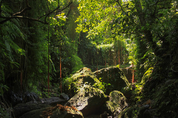 Dense equatorial vegetation tropical rainforest - obrazy, fototapety, plakaty