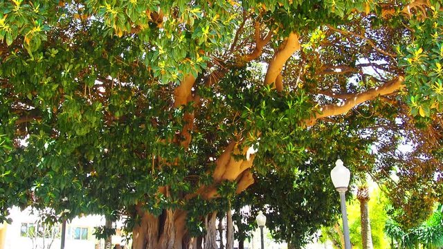 Alicante parques y jardines emblem&aacute;ticos