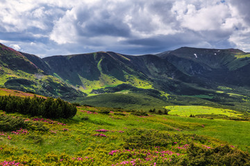 Naklejka premium Marvelous summer day. The lawns are covered by pink rhododendron flowers. Beautiful photo of mountain landscape. Location place Carpathian, Ukraine, Europe. Amazing wallpaper background.