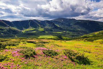 Fototapeta na wymiar Beautiful summer scenery. Majestic photo of mountain landscape with beautiful dramatic sky. The rhododendron flowers grow at the rocks. Save Earth. Concept of nature rebirth.