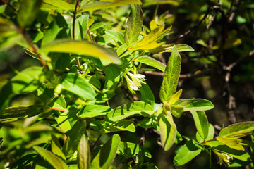 Blooming honeysuckle branch with new green leaves. Selective focus. Shallow depth of field.
