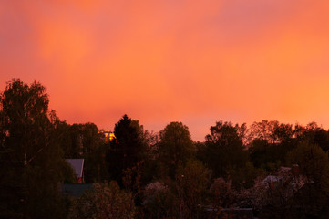Pink orange sunset and the tops of the trees