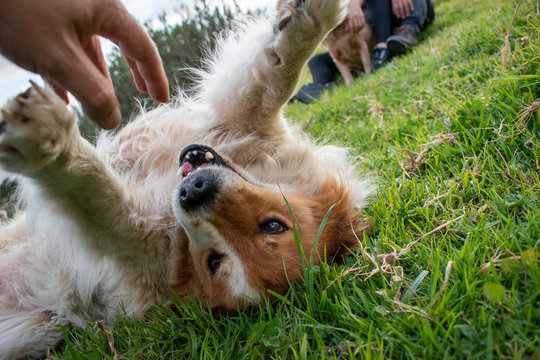 Perro callejero parecido a un zorro en su estado natural, jugando y posando hermosamente.