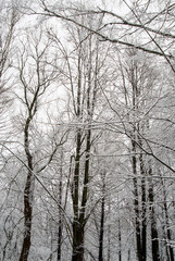 Trees on a background of snowy forest and sky. Winter landscape.