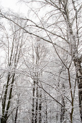 Fototapeta premium Trees on a background of snowy forest and sky. Winter landscape.