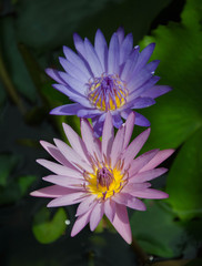 Beautiful pink and blue flowers of water lily