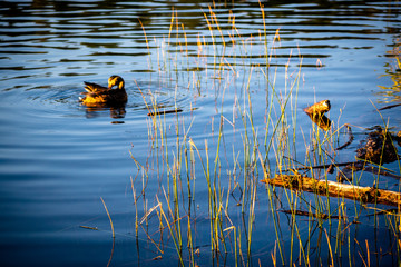 ducks on the lake
