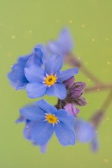 Spring background forget-me-not flowers