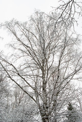 The top of a birch on a white sky background in a winter park.