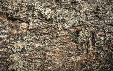 Texture of tree bark on a Christmas tree
