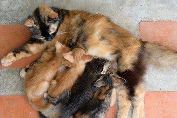 Kittens Drinking Milk From Mom, Very Funny cats