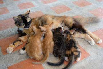 Kittens Drinking Milk From Mom, Very Funny cats