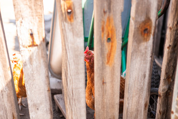 The chicken looks at the camera over the fence. A brown chicken with a red scallop runs behind a fence.