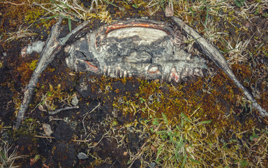 An old tree root sticks out in the ground