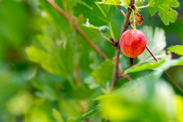 Gooseberry berries on a branch. Branch with berries. Gooseberry bush with red berries and green leaves