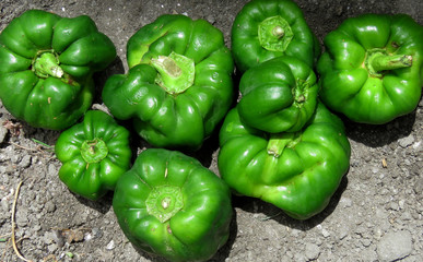 Green bell peppers on the field. Isolated bell peppers on the filed.                             
