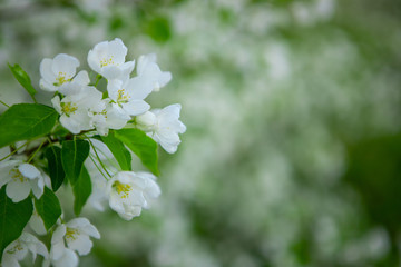 Apple branches on a background of green trees with space for text. Blooming Apple tree in the garden. Copy space.