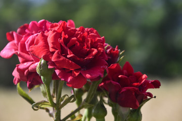 big red velvet rosebush in daylight