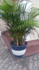 Fototapeta premium plant in a pot