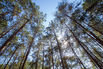 Scenic view of very big and tall pine tree with sun light in the forest when looking up.