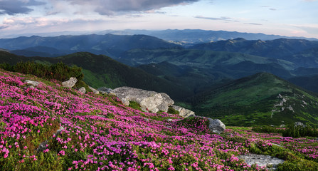 Spring scenery. Panoramic view in lawn are covered by pink rhododendron flowers. Beautiful photo of...