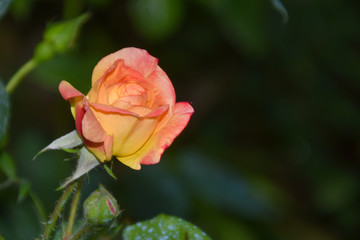 yellow and orange rose bud