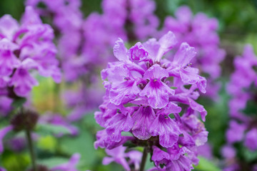 Blooming Betonica officinalis on the field. Selective focus. Shallow depth of field.
