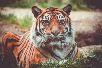 Sumatran tiger (Panthera tigris sumatrae) beautiful animal and his portrait, Portrait of tiger, zoo