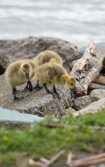 Baby geese are exploring the beach with mother goose close by 