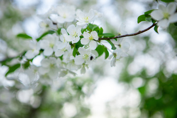 A fly is sitting on the flowers of an Apple tree. A fly crawls on a white flower of a fruit tree.