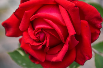 big red rose velvet texture