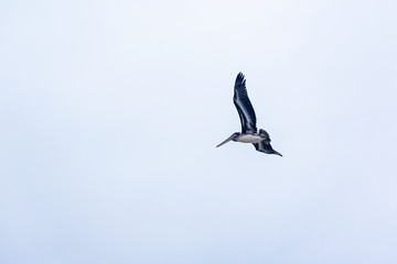 pelican in flight