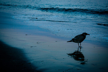 bird on the beach in santa cruz california