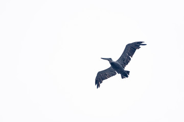 pelican over head