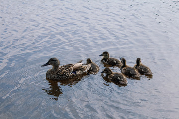 Duck and ducklings on a lake
