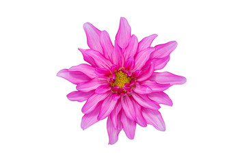 Red and white dahlia macro close-up，Dahlia pinnata Cav. © Jianyi Liu 