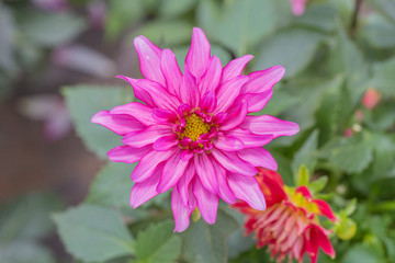 Red and white dahlia macro close-up，Dahlia pinnata Cav.