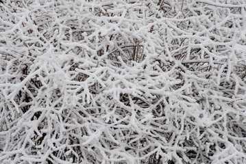 Texture of snowy branches closeup.