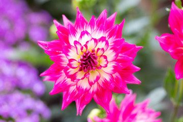 Fototapeta premium Red and white dahlia macro close-up，Dahlia pinnata Cav.