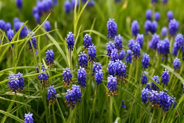 Beautiful blue muscari murine hyacinth flowers grow, bloom in garden in young green plants. Buds fade, dry, turn brown. Small bulbous plant Viper bow. Seed ripening. Dying beauty, flower faded closeup