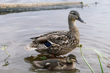 Duck and ducklings on a lake