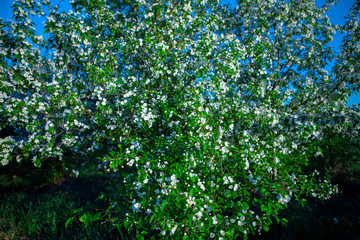 Fototapeta na wymiar Blooming Apple tree in spring. Apple orchard. white flower apple