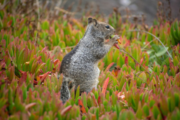 squirrel eating 