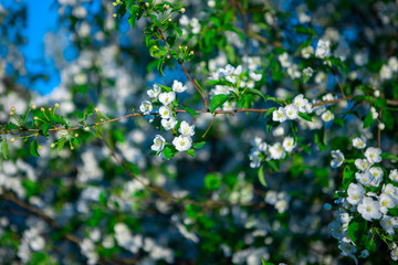 Blooming Apple tree in spring. Apple orchard. white flower apple
