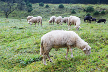 Obraz na płótnie Canvas Sheeps grazing in Soca river valley, Slovenia