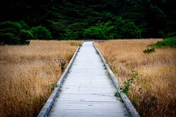 Fototapeta premium wooden path in the forest